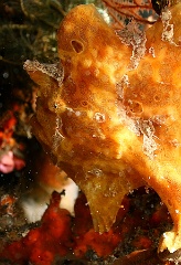 Komodo 2016 - Giant frogfish - Antenaire geant - Antennarius commerson - IMG_7266_rc